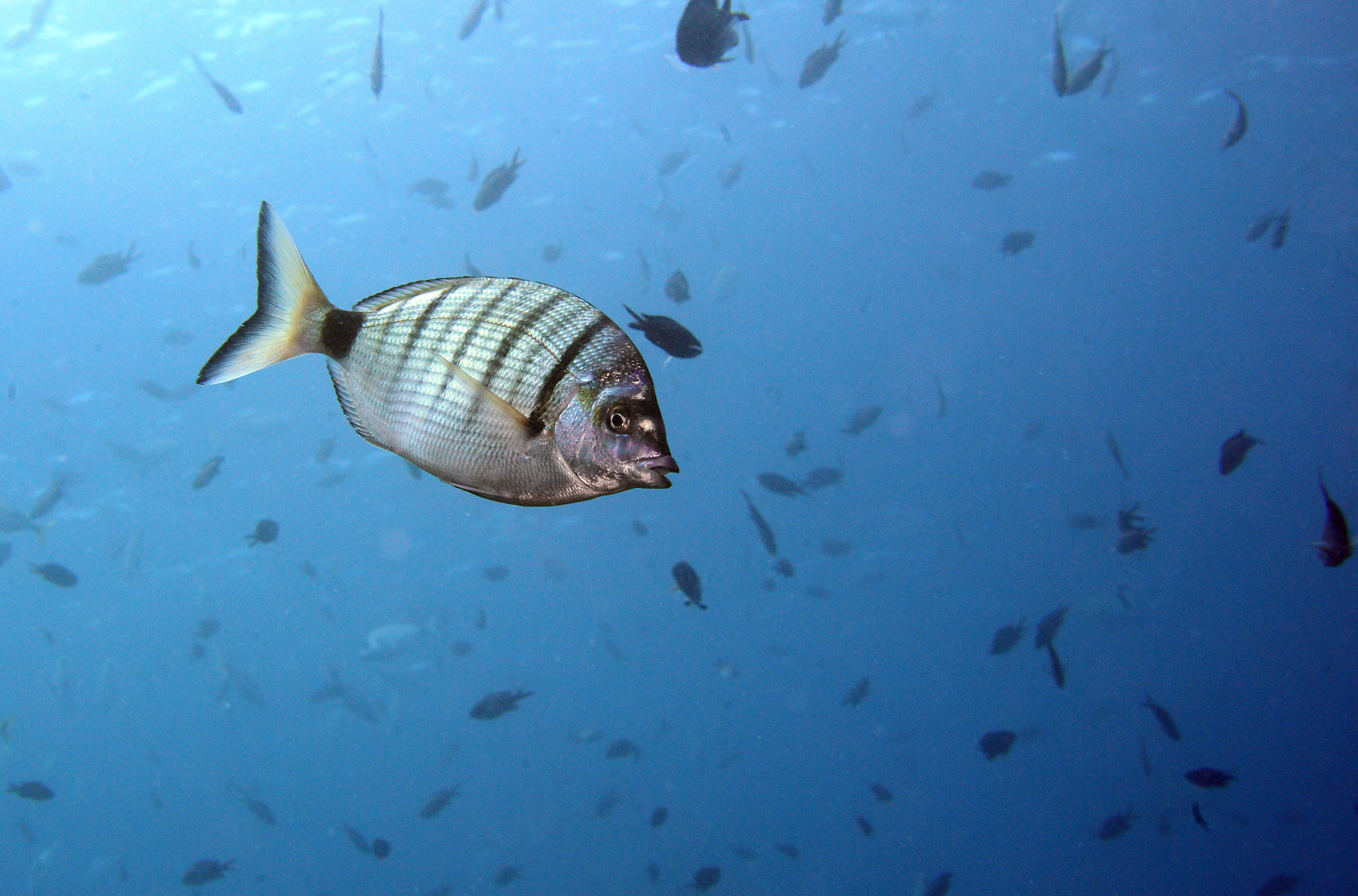 Dorade et sar