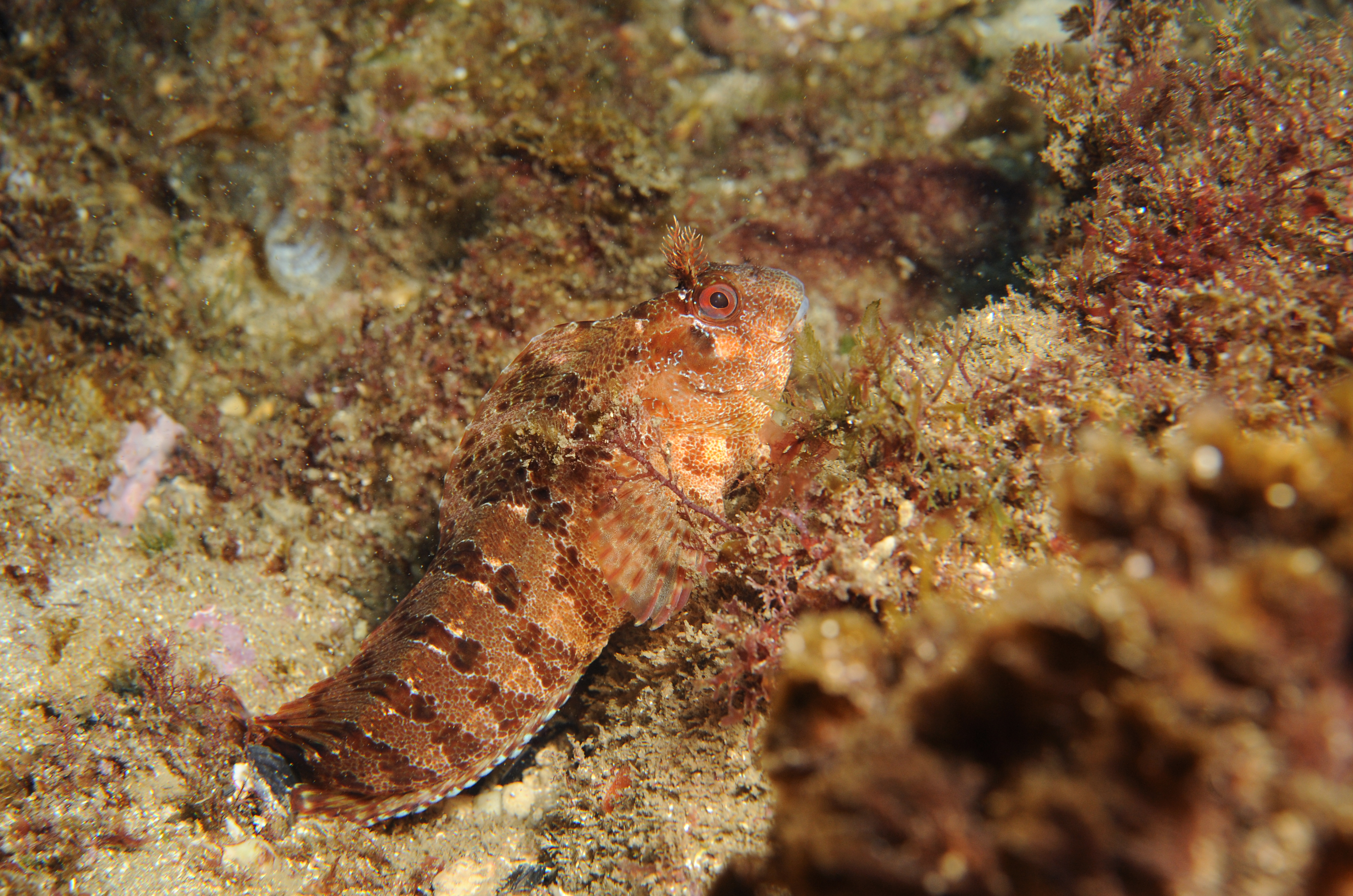 Parablennius gattorugine