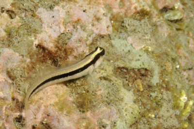 blennie de roux Blenniidae