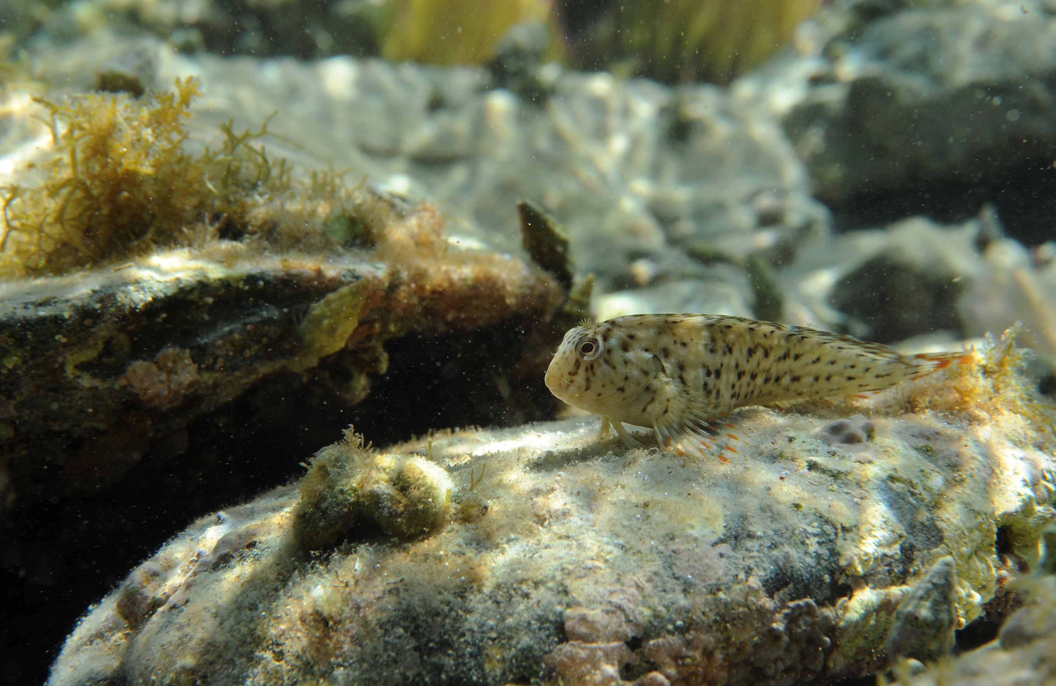 Parablennius sanguinolentus