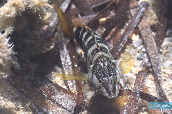 Serranus scriba - serran écriture