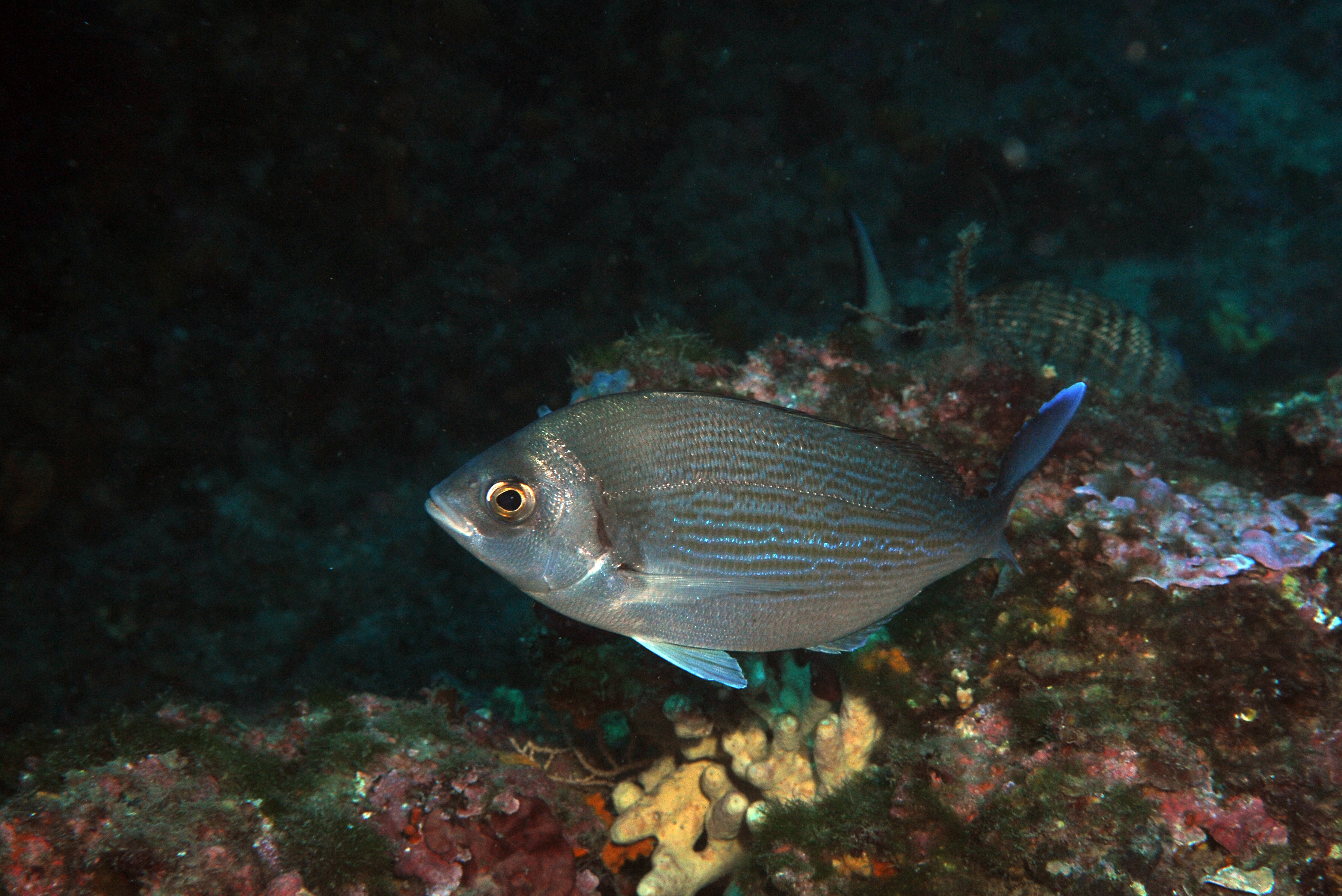 Spondyliosoma cantharus