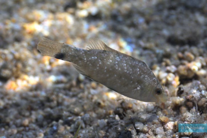 Symphodus cinereus - crénilabre cendré