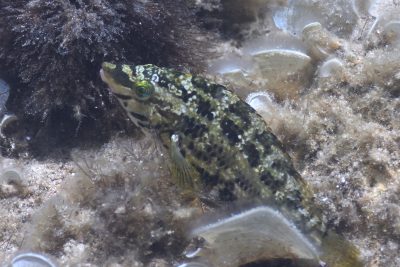 crénilabre à cinq tâches Labridae