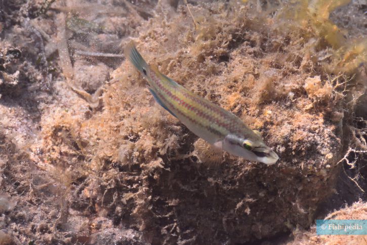 Symphodus tinca - crénilabre paon