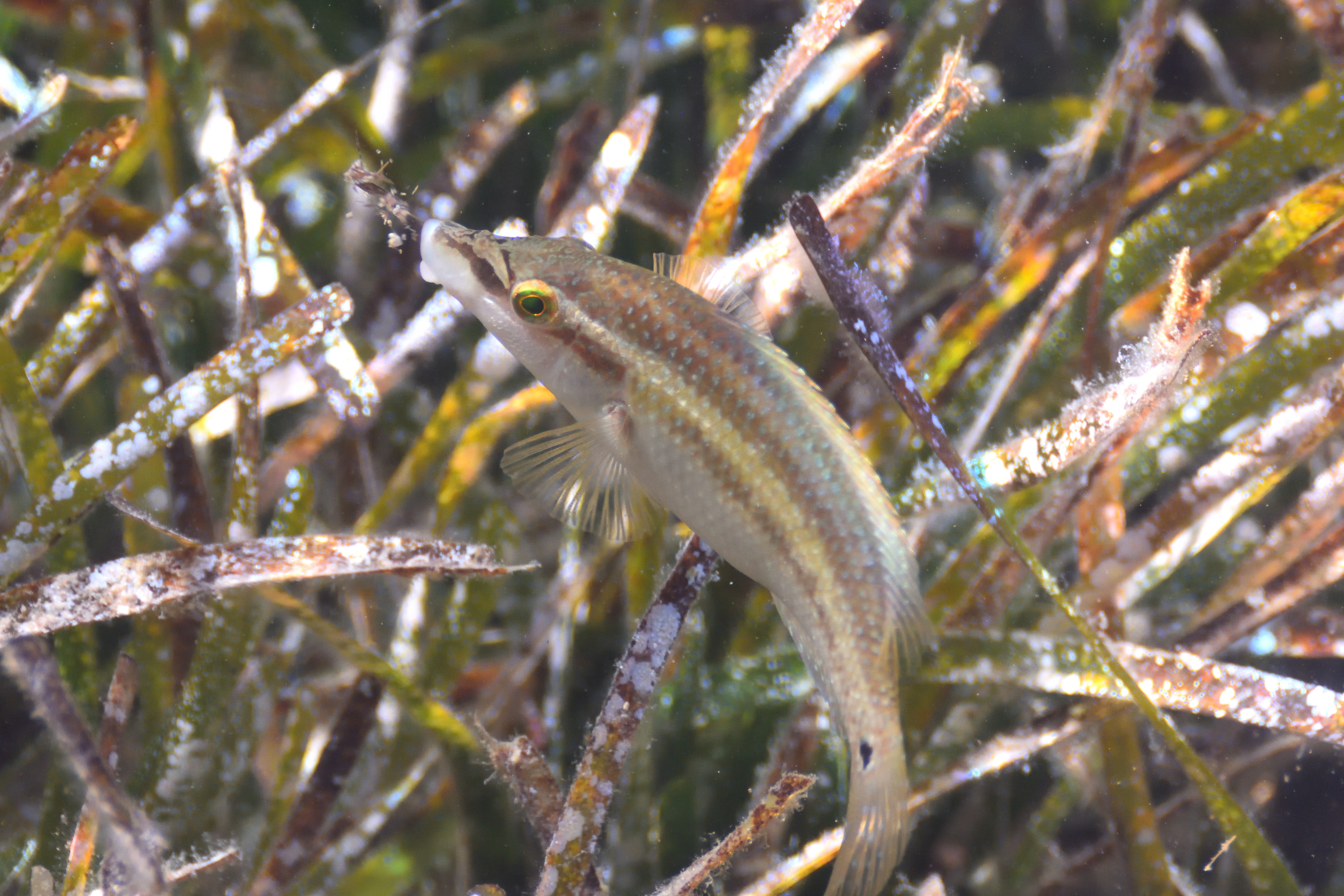 Symphodus tinca