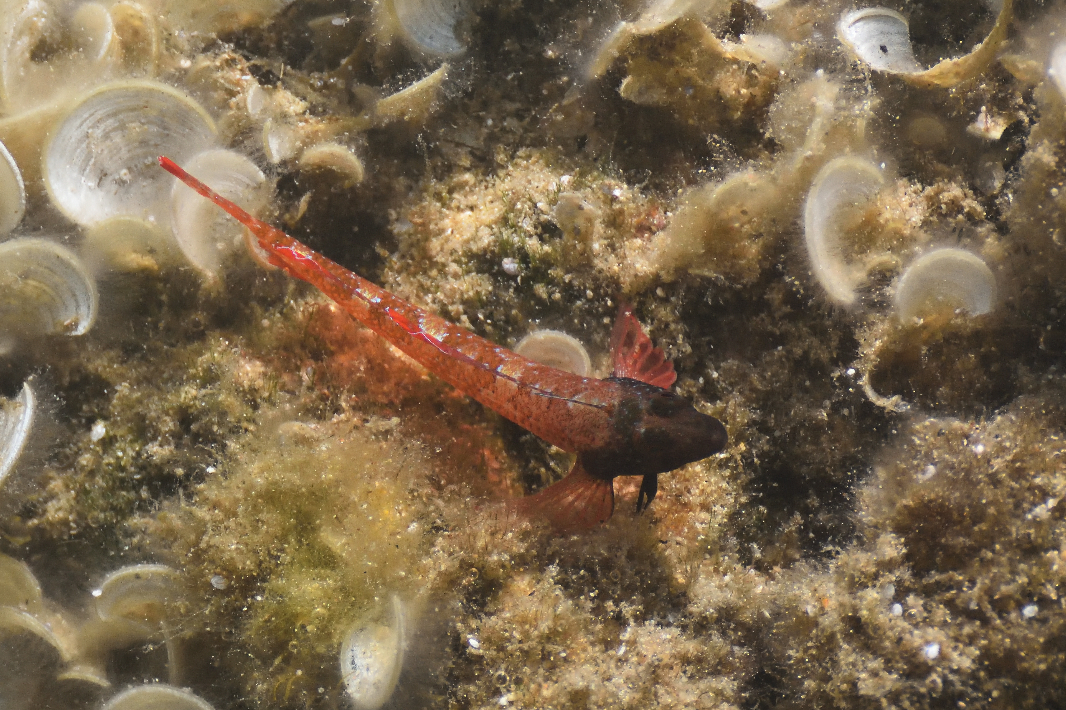 Tripterygion tripteronotum