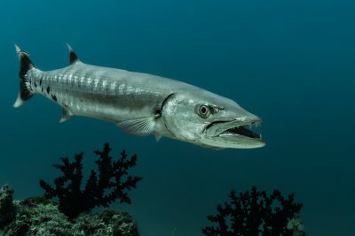 grand barracuda Sphyraenidae
