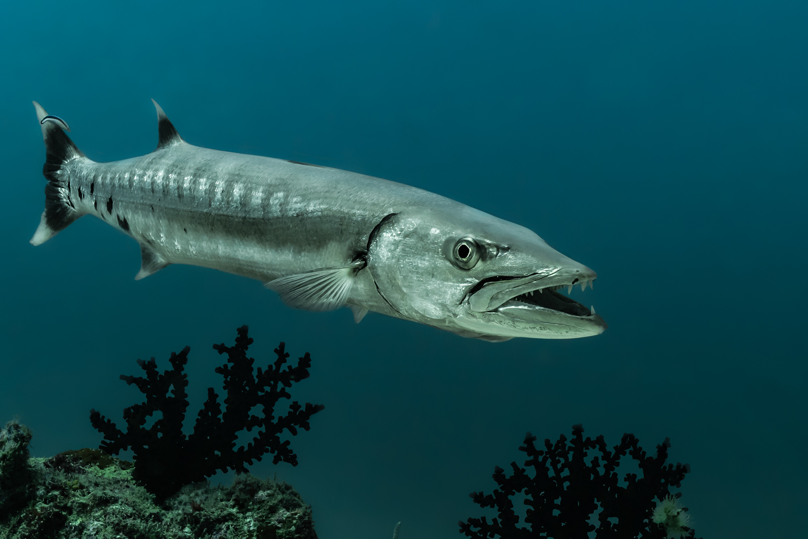 Sphyraena barracuda