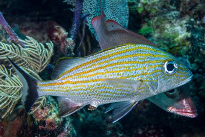 gorette charbonnée Haemulidae