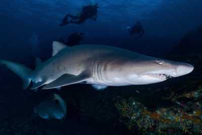 requin-taureau Carcharhinidae