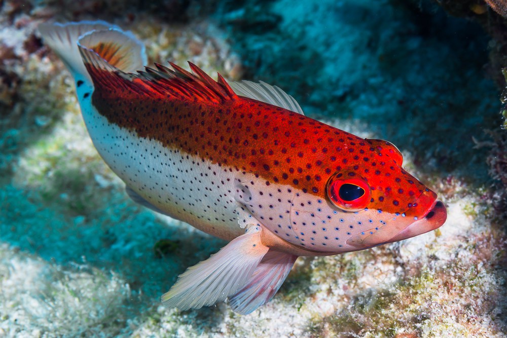 Cephalopholis