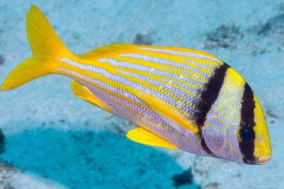 lippu rondeau Haemulidae