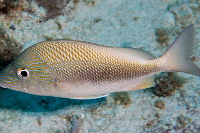 gorette blanche Haemulidae