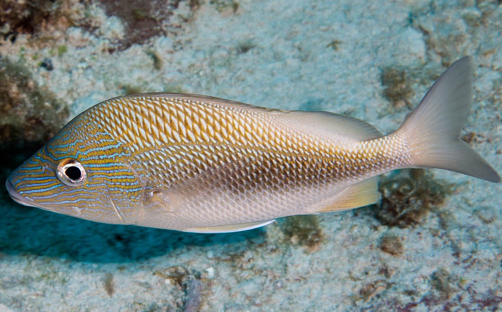 Haemulon plumierii
