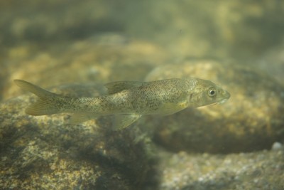 barbeau fluviatile Cyprinidae