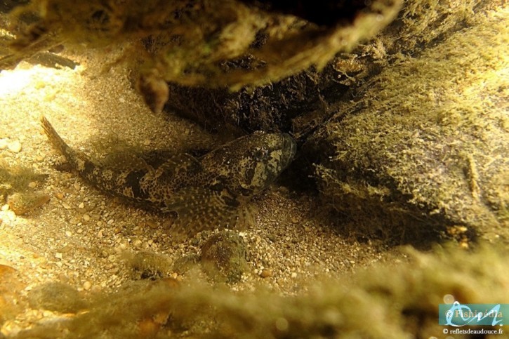 Cottus gobio - chabot commun
