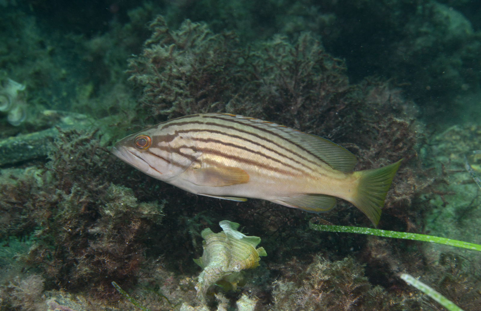 Epinephelus costae