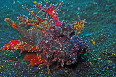 poisson-démon Synanceiidae