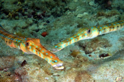 poisson-flûte Fistulariidae