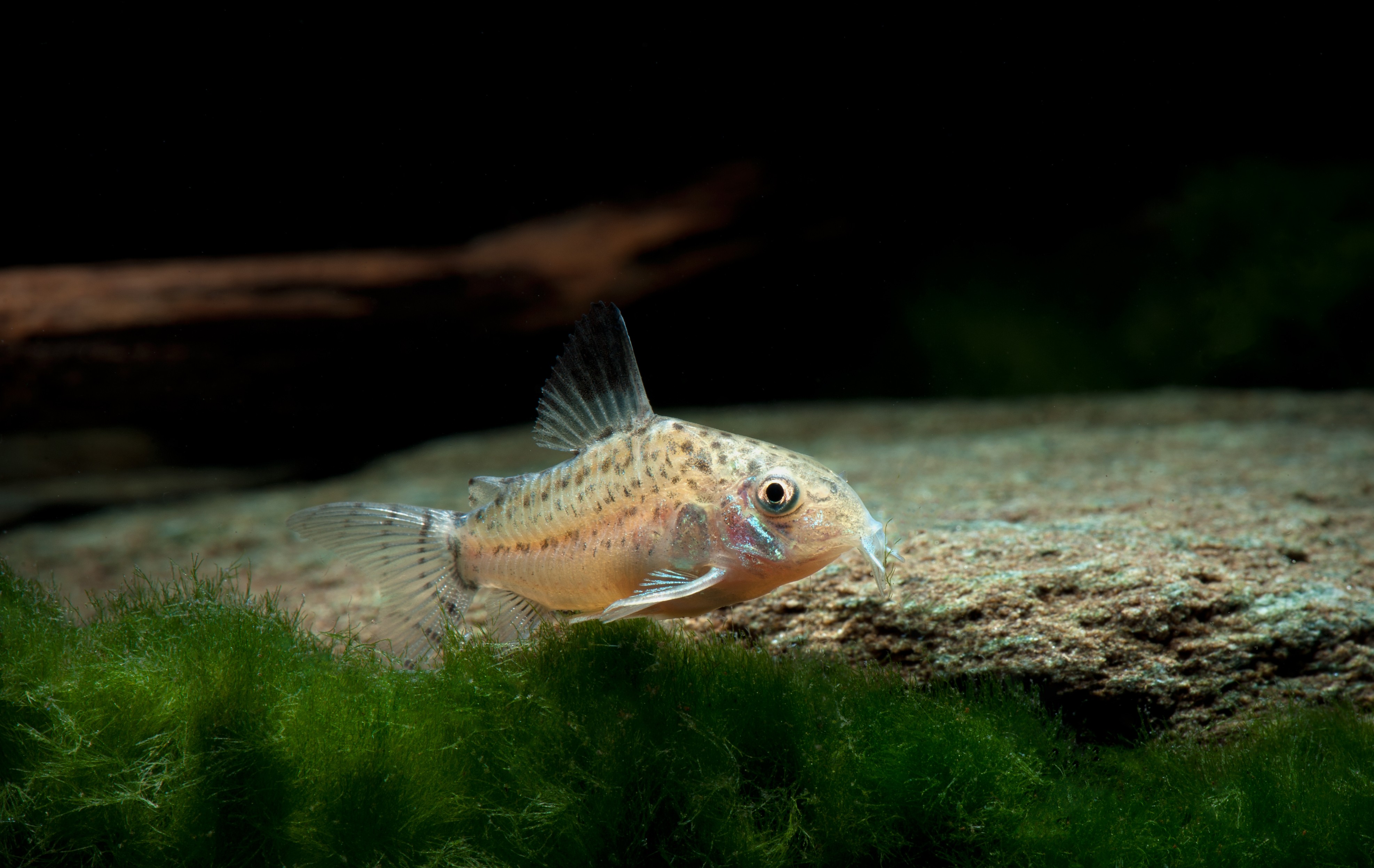 Corydoras cruziensis