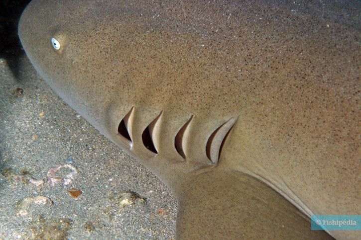 Ginglymostoma cirratum - requin-nourrice