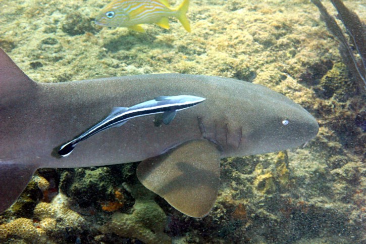 Ginglymostoma cirratum - requin-nourrice