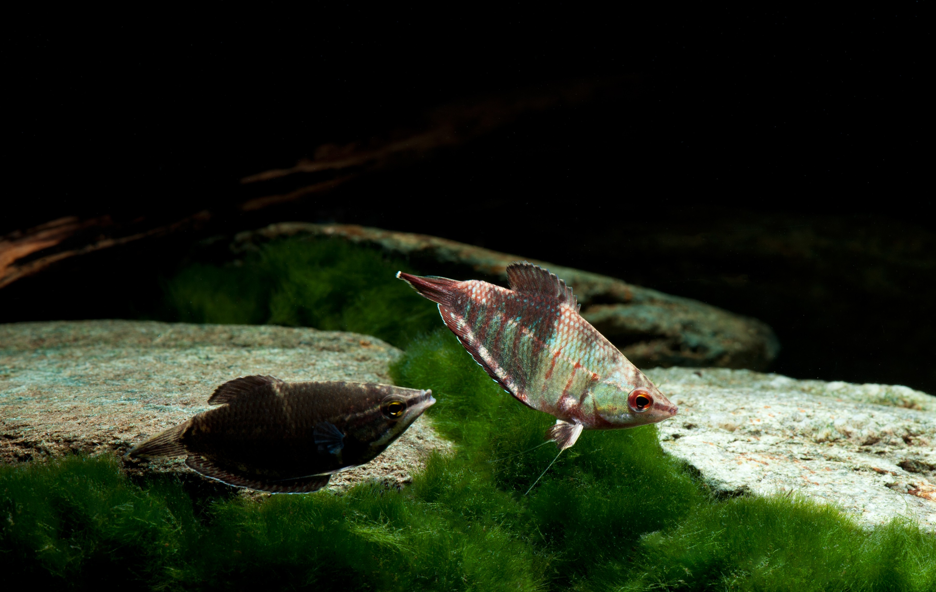 Sphaerichthys vaillanti