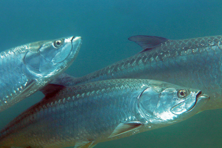 Megalops atlanticus - tarpon de l'Atlantique
