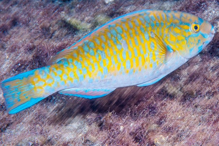 Scarus ghobban - poisson-perroquet à bandes bleues