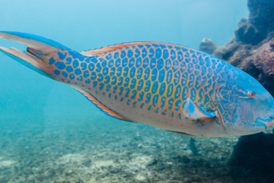 poisson-perroquet à bandes bleues Scaridae