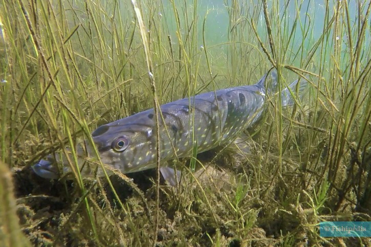 La Moselle s&rsquo;engage pour la protection du brochet