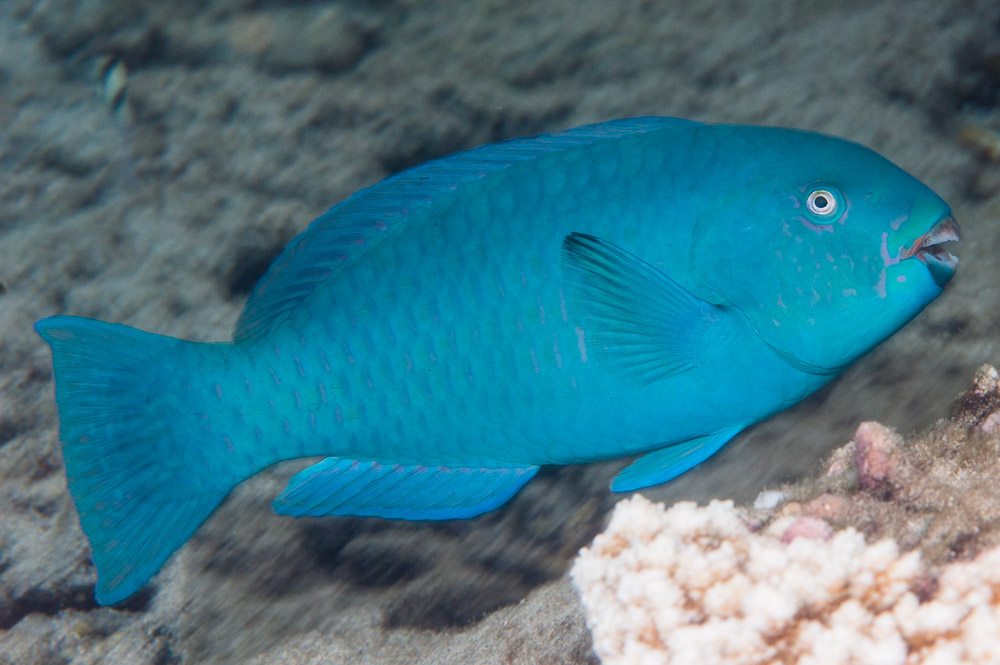 Chlorurus enneacanthus