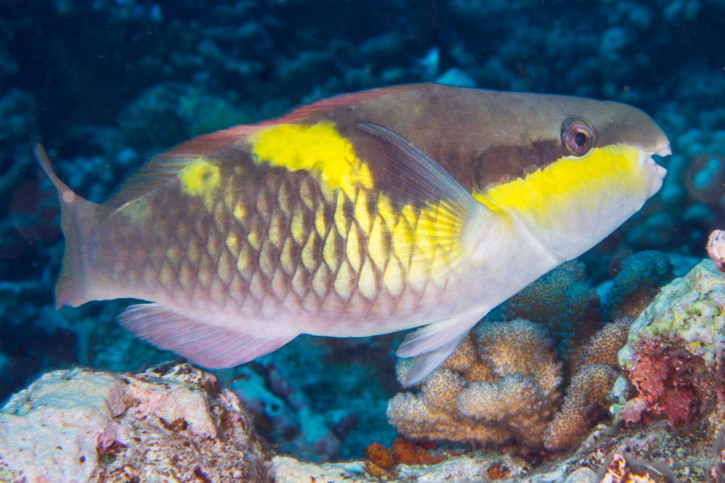Scarus oviceps - perroquet banane
