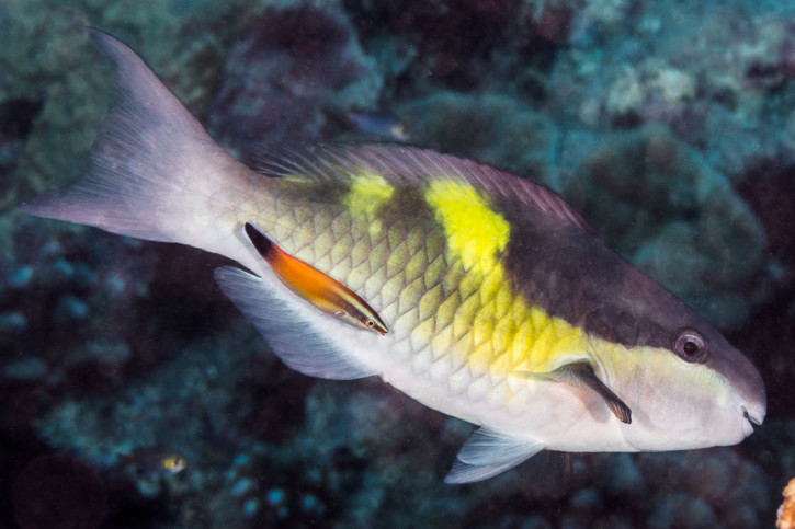 Scarus oviceps - perroquet banane