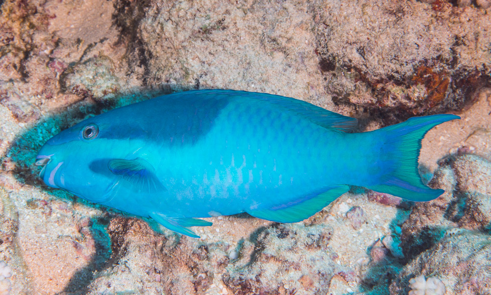 Scarus oviceps