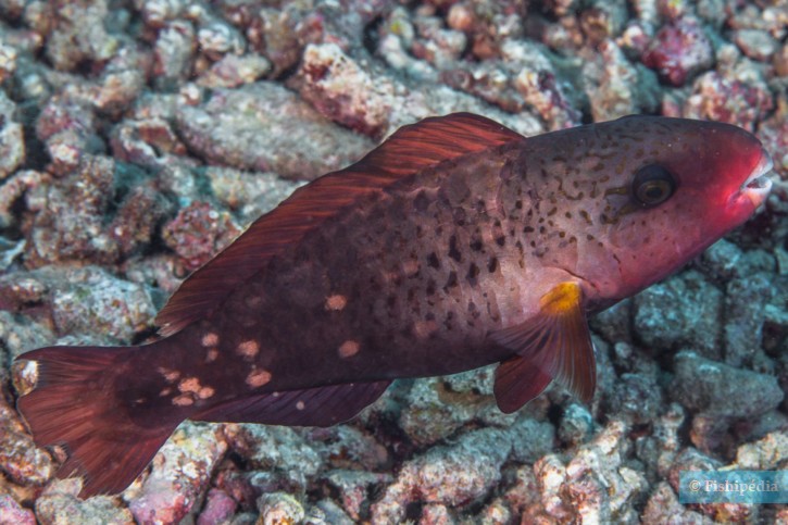 Chlorurus spilurus