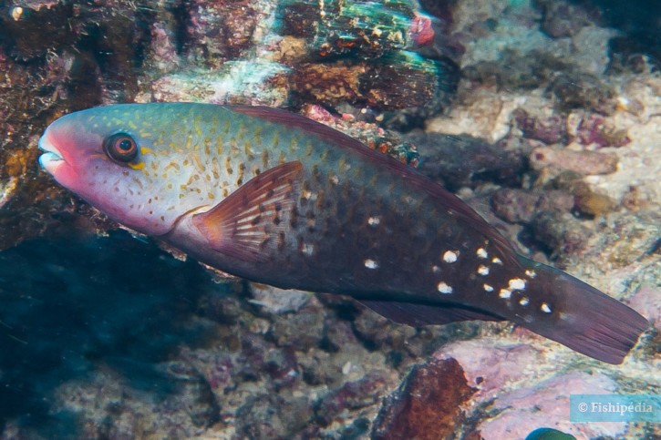 Chlorurus spilurus