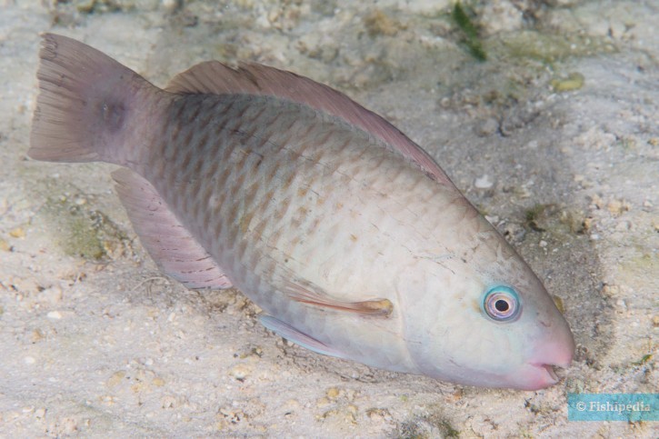 Chlorurus spilurus