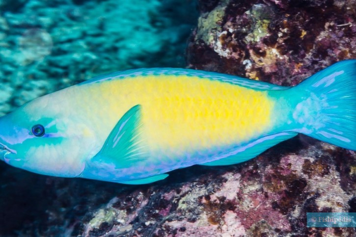 Chlorurus spilurus