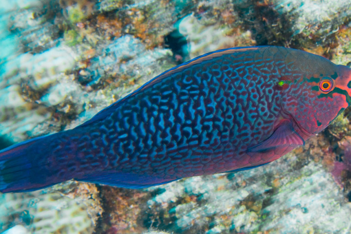 Scarus niger - perroquet brun