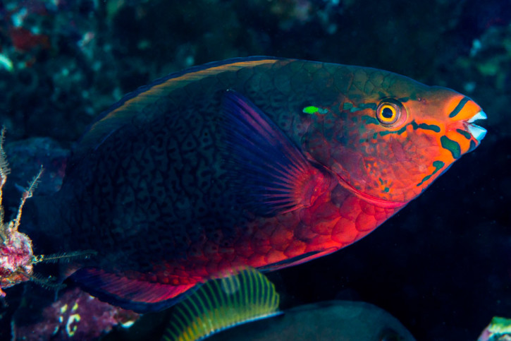 Scarus niger - perroquet brun