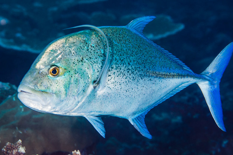 Trachurus