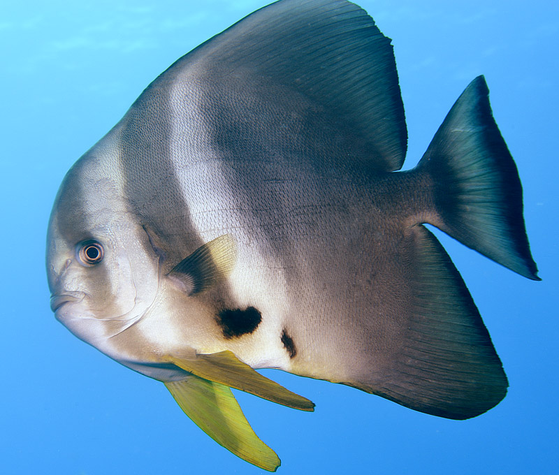 Platax teira