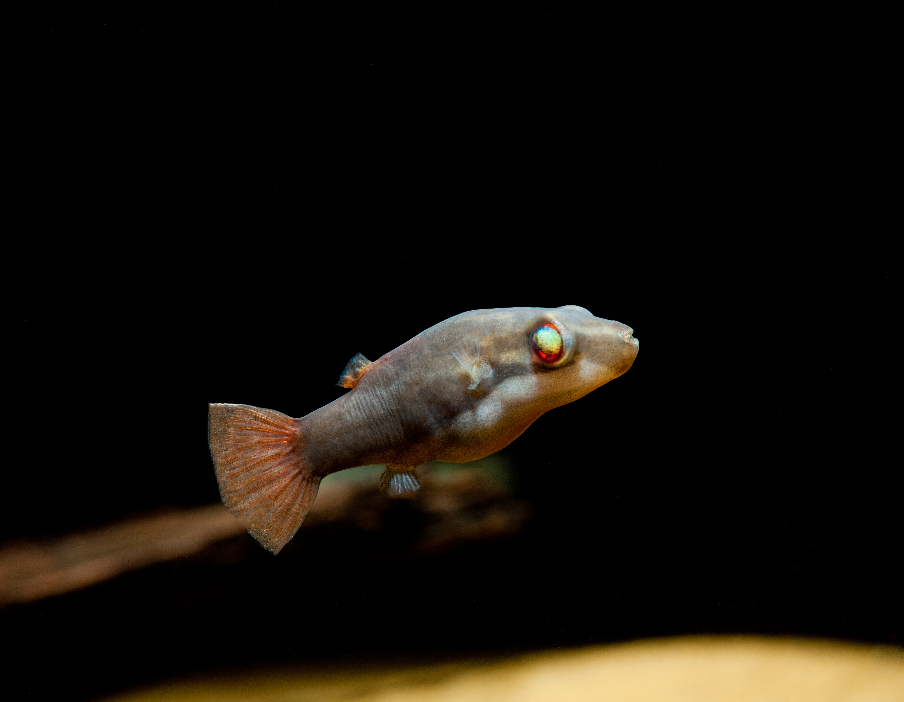 Carinotetraodon irrubesco