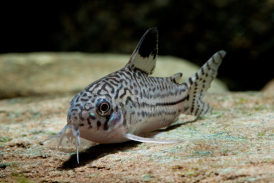Corydoras à trois bandes Callichthyidae