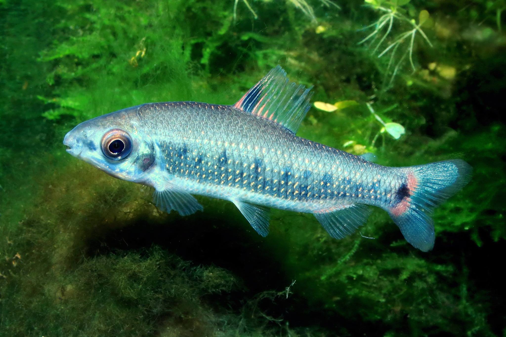 Distichodus decemmaculatus