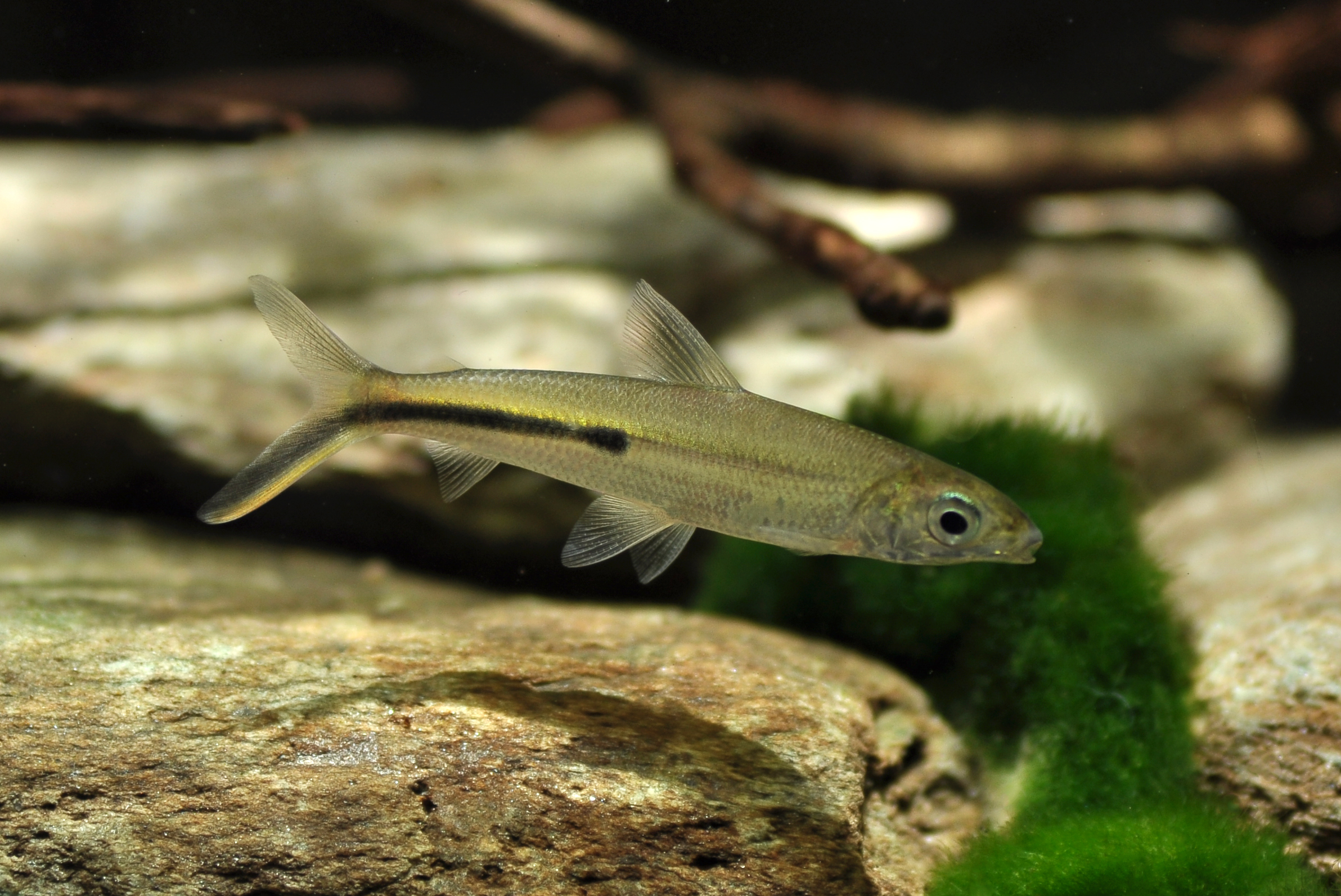 Hemiodus gracilis