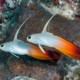 picture of Nemateleotris magnifica