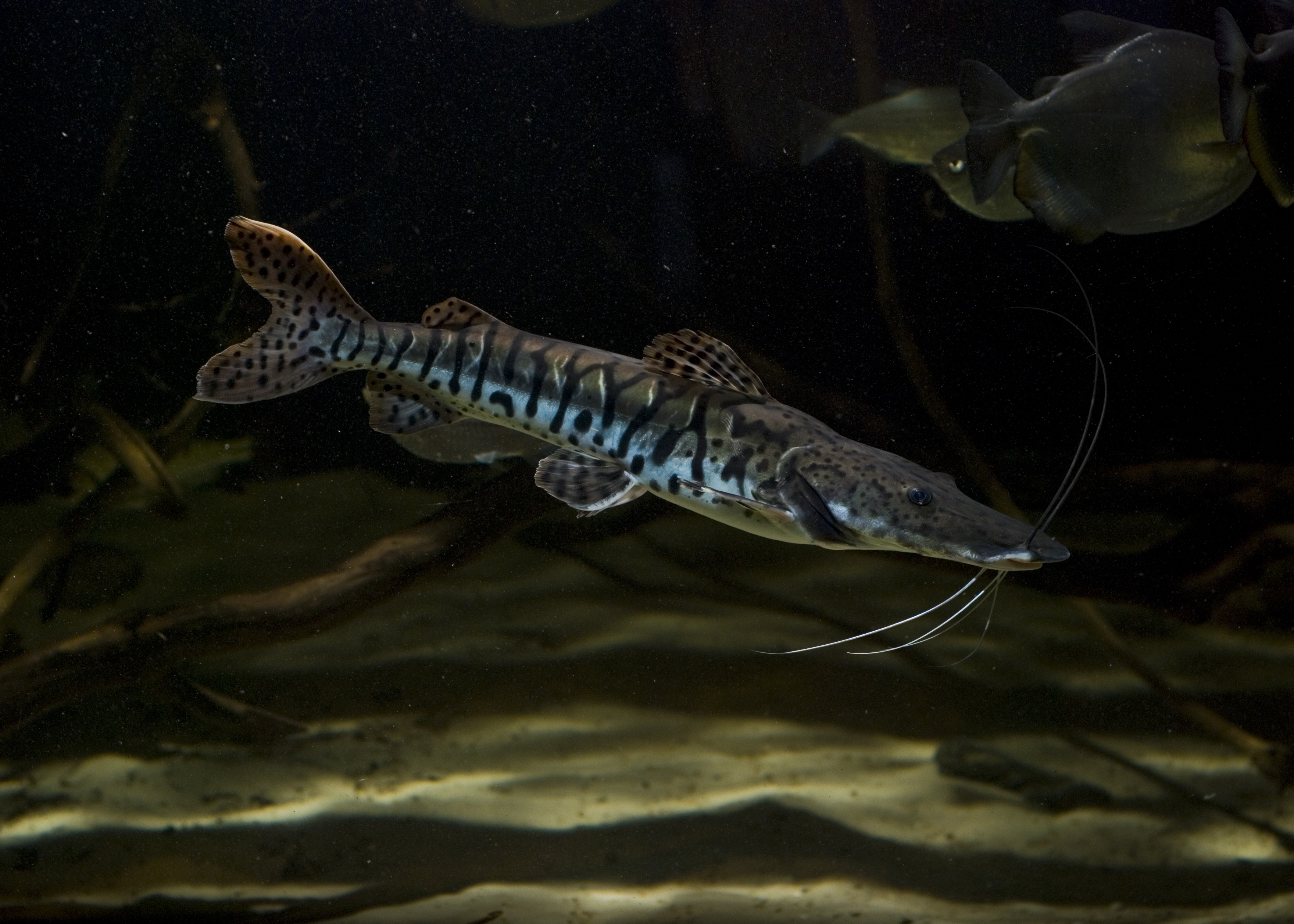 Pseudoplatystoma
